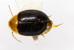 Sacodes thoracica