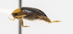 Sacodes thoracica