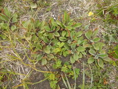 Plantago camtschatica