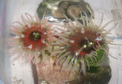 Anthopleura fuscoviridis