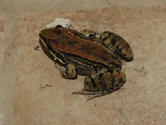 Leptodactylus mystacinus