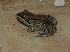 Leptodactylus mystacinus