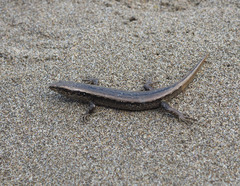Oligosoma smithi