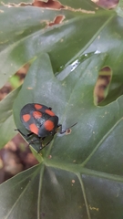 Brachystethus rubromaculatus