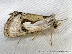 Chrysanympha formosa