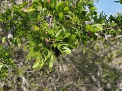 Vachellia rigidula