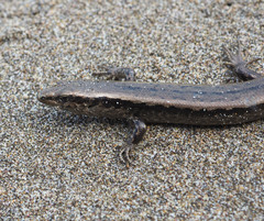 Oligosoma smithi