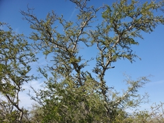 Vachellia rigidula
