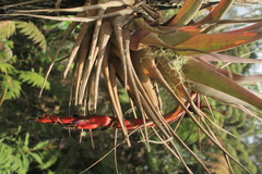 Vriesea tequendamae