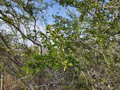 Vachellia rigidula
