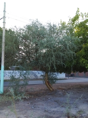 Geoffroea decorticans