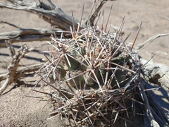 Coryphantha robustispina scheeri