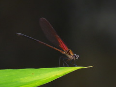 Hetaerina sanguinea