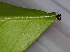 Theridula gonygaster