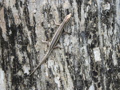 Cryptoblepharus virgatus