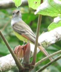 Myiarchus tuberculifer
