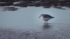 Calidris alba