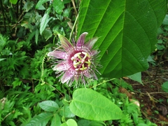Passiflora oerstedii