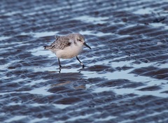 Calidris alba