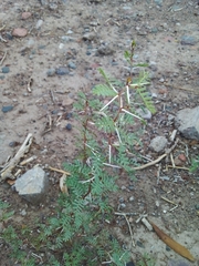 Prosopis strombulifera