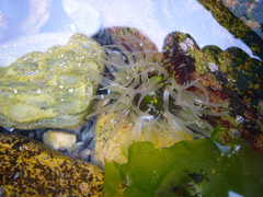 Anthopleura fuscoviridis