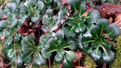 Saxifraga spathularis