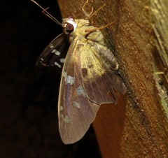 Nascus phocus