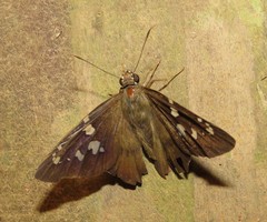 Nascus phocus