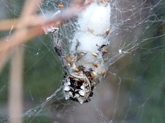 Cyrtophora citricola