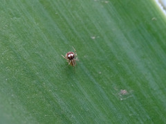 Simitidion simile