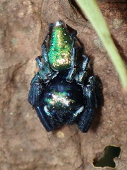 Parnaenus cyanidens