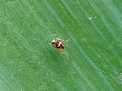 Simitidion simile