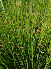 Eleocharis interstincta