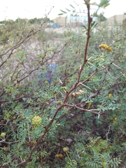 Prosopis strombulifera
