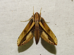 Xylophanes xylobotes