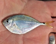 Chloroscombrus chrysurus