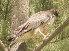 Geranoaetus polyosoma polyosoma