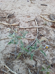 Solanum elaeagnifolium