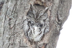 Eastern Screech-Owl photo 5