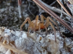 Gnaphosidae