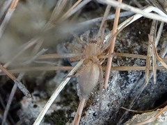 Gnaphosidae