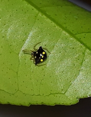 Theridula gonygaster