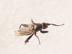Crumomyia nitida