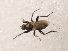 Crumomyia nitida