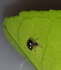Theridula gonygaster