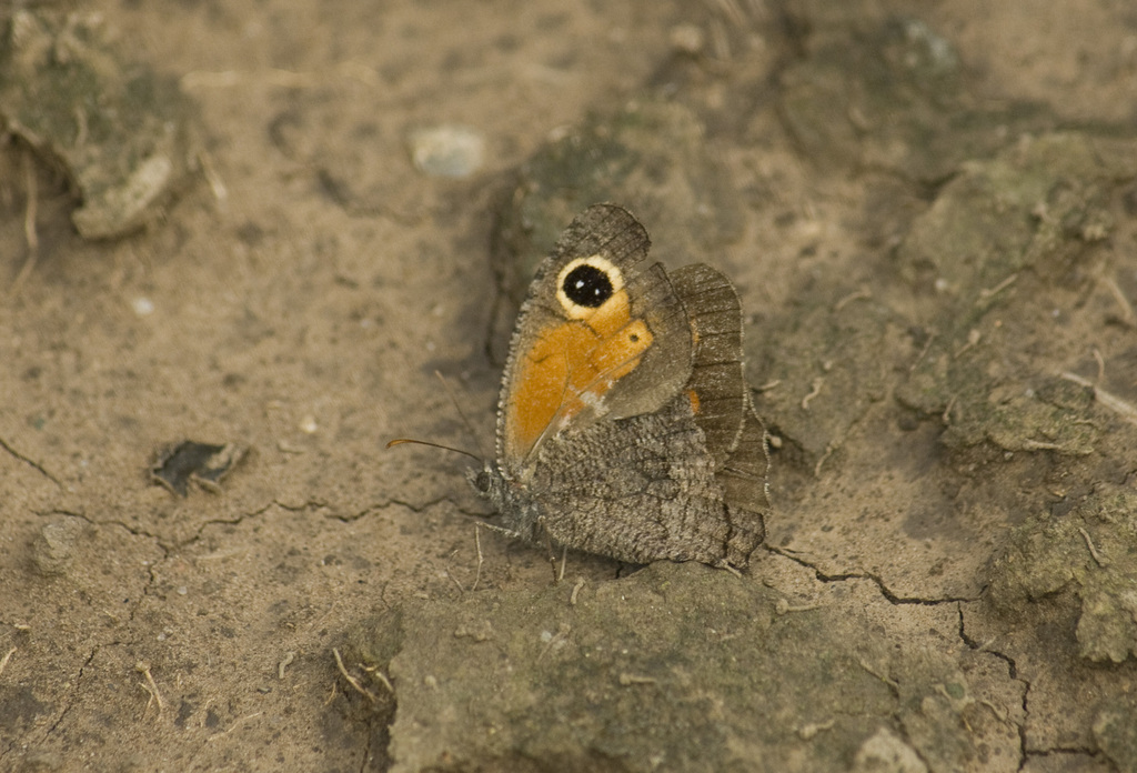 Haywardella edmondsii