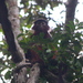 Western Red Colobus - Photo no rights reserved