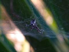 Cyrtophora citricola