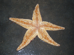 Asterias amurensis