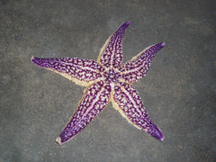 Asterias amurensis
